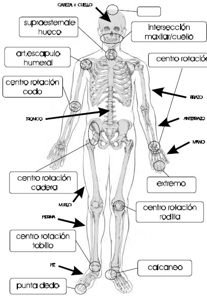 Figura 1. Puntos anatómicos y segmentos más habituales utilizados en los modelos