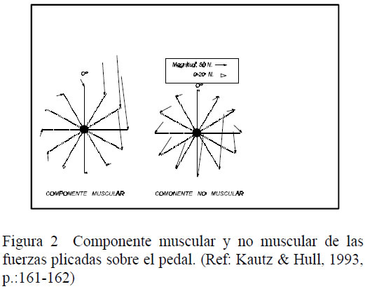 Componente muscular y no muscular 